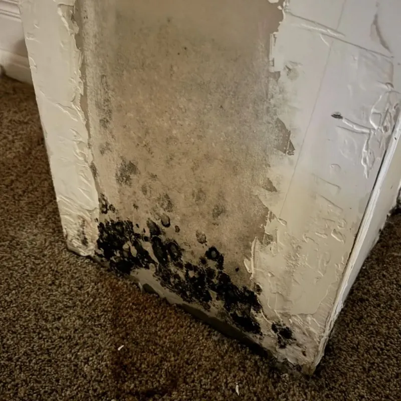 Professional Mold Removal in Saint Albans, VT